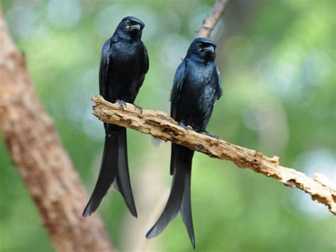 Birds Of The World Drongos Dicruridae