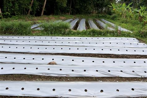 teknik budidaya kopi  berkelanjutan