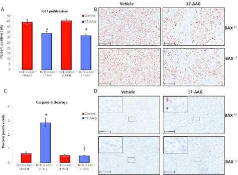 Bax Knockout Decreases Caspase 3 Dependent Apoptosis In Hct116 Human