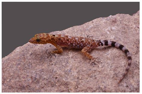 New Species Of Dwarf Gecko Discovered On Farm In India Miami Herald