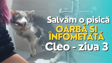 Cum O Spal Rapid Pe Cleo Noua Pisica Din Adapost Ziua 3 YouTube