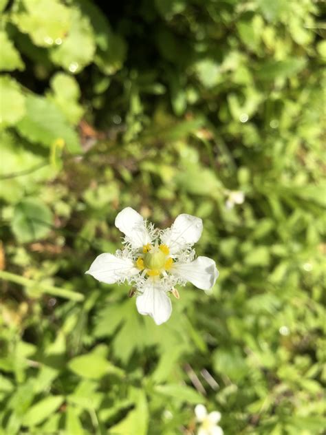 Fringed Grass Of Parnassus From Olympic Olympic National Park