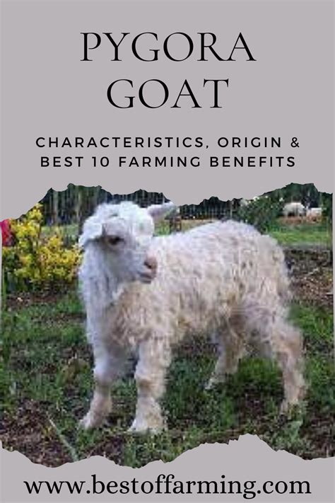 Pygora Goat
