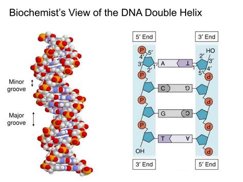 Ppt Biochemist’s View Of The Dna Double Helix Powerpoint Presentation Id 2768895