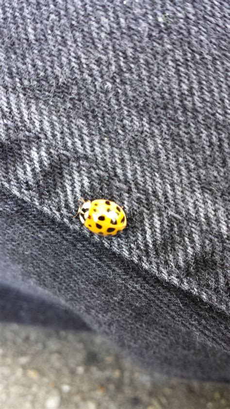 lady bug...animal concenration | Ap art, Portrait, Animals