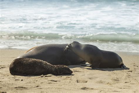 Beach Seal Marine - Free photo on Pixabay - Pixabay