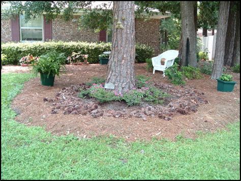 Landscaping Under Pine Trees | The Garden