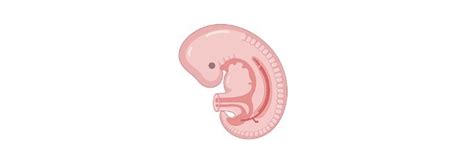 protostome definition types examples  researchtweet