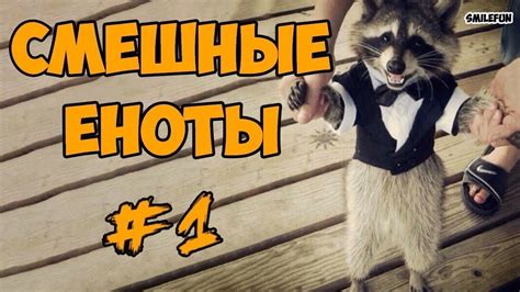 Смешные Еноты ДО СЛЁЗ Приколы С Енотами 2018 - YouTube