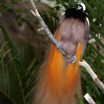 Birds of Paradise: Paradisaea raggiana - Raggiana Bird-of-paradise