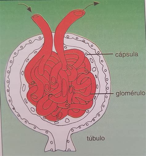 Una FormaciÓn Desconocida La CodificaciÓn ClÍnica AnatomÍa Del