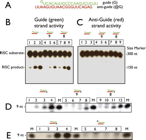 Argonaute2 Cleaves The Anti Guide Strand Of Sirna During Risc