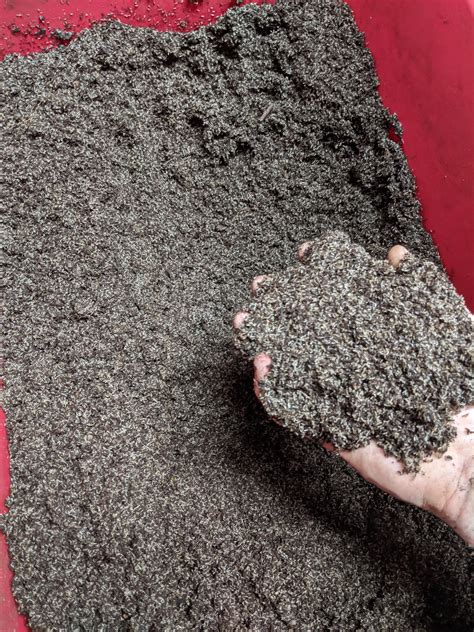 Hundreds of thousands crickets eggs laid everyday : r/Entomology