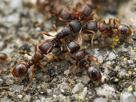 Pavement Ants - Pest control pro