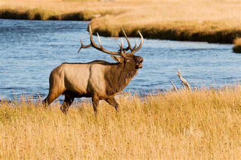 Bugling Elk in River, Sunset, Yellowstone National Park, Montana