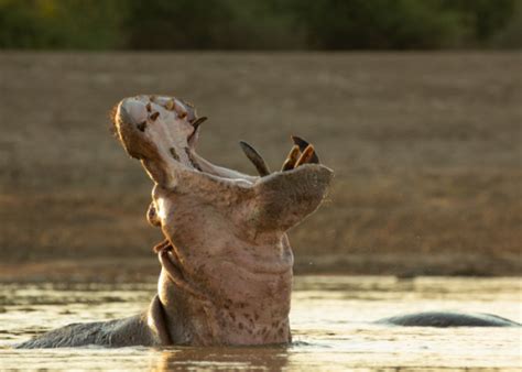 Its Monday And The Hippo King Robin Pope Safaris