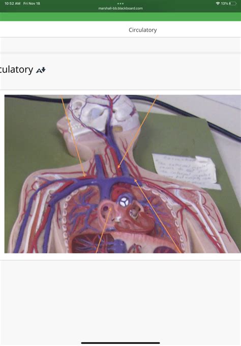 Exam Anat Lab Circulatory Diagram Quizlet