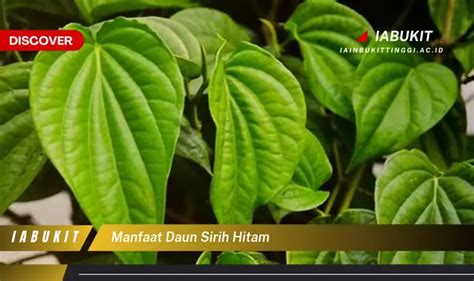 Banyak Yang Belum Tau Inilah 7 Manfaat Daun Sirih Hitam Yang Wajib