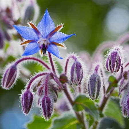 Lavanda G Seminte Planta Aromatica Medicinala Perena Lavandula