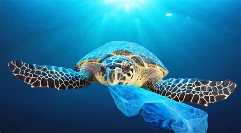 Ambiente La Citt Di Olbia Aderisce Al Progetto Plastic Free