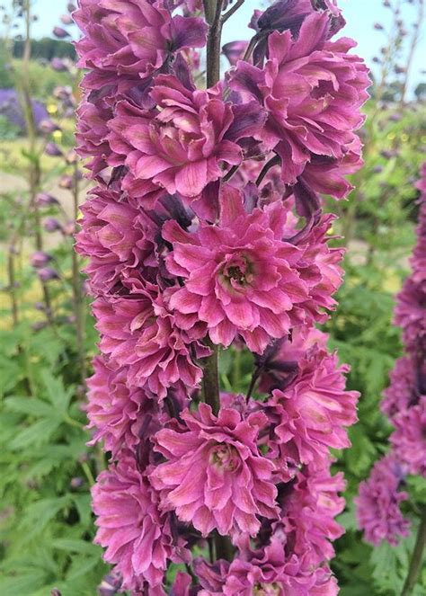 Ostr Ka Ogrodowa Flamenco Delphinium Cultorum Bilscy Info