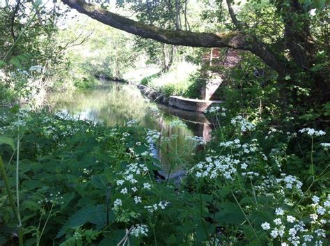 Norfolk River By Maria Holloway Picture Tree Lovely