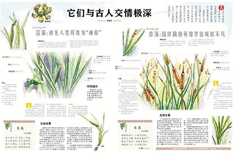 香蒲图册360百科