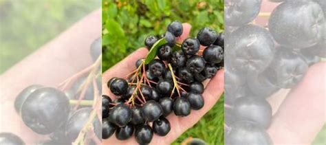 Черноплодная рябина купить в Санкт-Петербурге с доставкой | Товары для ...