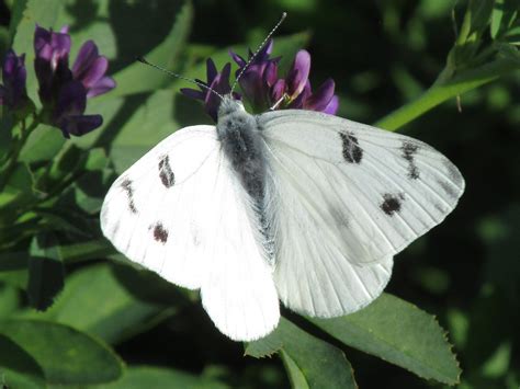 Western White Pontia Occidentalis Male Western White P Flickr