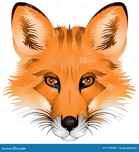 Fox Head, Realistic Image Stock Photo - Image: 17185480