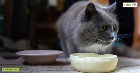 Can Cats Drink Milk Learn The Truth Here Kobi Pets