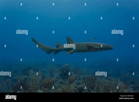 Nurse Shark Swimming On Coral Reef Stock Photo Alamy