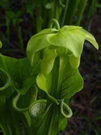 green pitcher plant - Endangered Species - Little River Canyon National ...