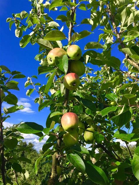 Apfel Apfelbaum Natur Kostenloses Foto Auf Pixabay Pixabay