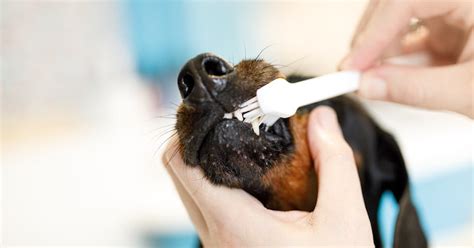 Como Escovar Os Dentes Do Cachorro E Manter A Sa De Bucal Do Seu Pet