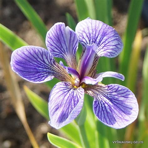 Iris Setosa Subsp Canadensis Daylily Phlox Eu