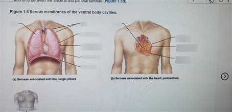 Serous Membranes Of The Ventral Body Cavities Diagram Quizlet