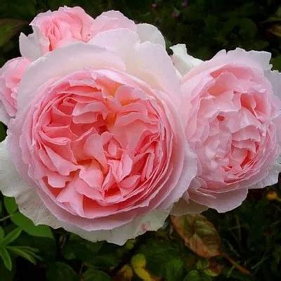 Роза шарифа асма фото - 67 картинок