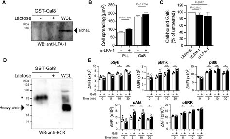 Galectin 8 Favors The Presentation Of Surface Tethered Antigens By