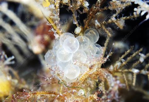 fish eggs stock image  science photo library