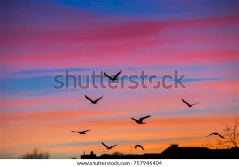 Birds Flying Sunset Stock Photo 757946404 | Shutterstock