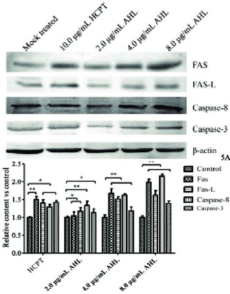 Expression Of Fas Pathways Proteins In Hepg Cells Upon Treatment Of