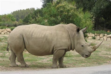 Image Le Rhinoc Ros Blanc Du Nord En Voie De Disparition Diarium