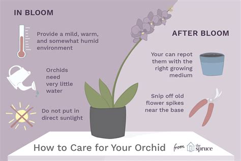 5 Simple Steps To Orchid Bliss: Bringing Tropical Elegance Indoors