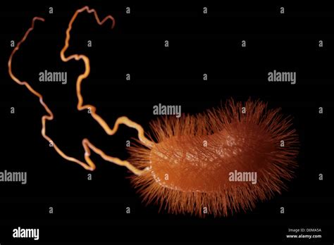 Stilisierte Ansicht Von Einer Escherichia Coli Oder E Coli Bakterium