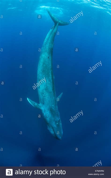 Ballena Azul Balaenoptera Musculus Fotos E Imágenes De Stock Alamy