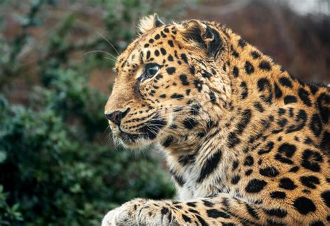 Amur Leopard Stock Image Image Of Asia Endangered