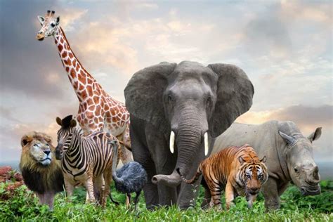 kind  animal   robinage