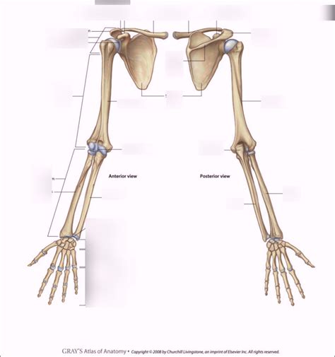 Upper Extremities 1 Diagram Quizlet