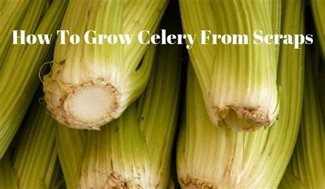 How To Grow Celery From Scraps Growing Guides